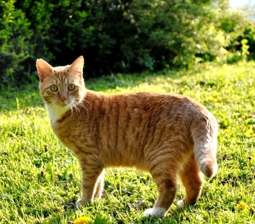 Katrationspflicht Freigänger Katzen