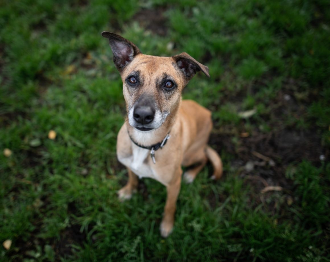 Hund mit Kulleraugen